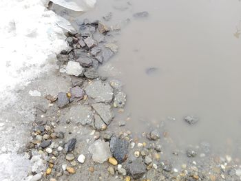 High angle view of snow covered stones