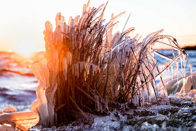 Close-up of plants on snow