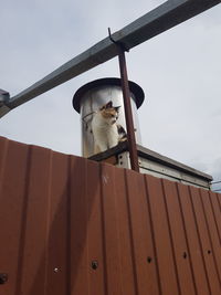 Low angle view of a cat on roof