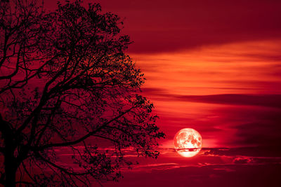 Silhouette tree against orange sky