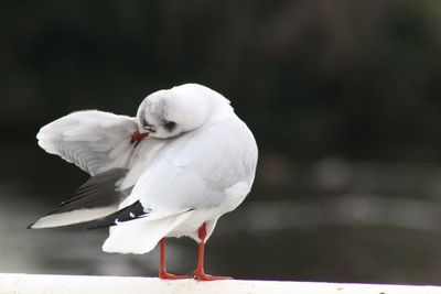 Close-up of seagull perching outdoors