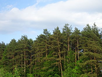 Pine trees in forest against sky