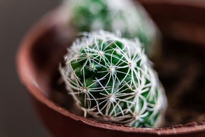 Close-up of succulent plant