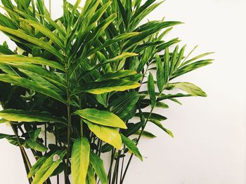 Close-up of fresh green leaves against white background