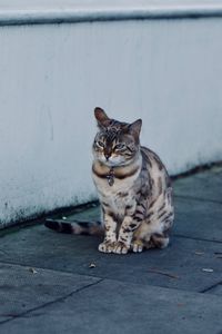 Portrait of cat sitting outdoors