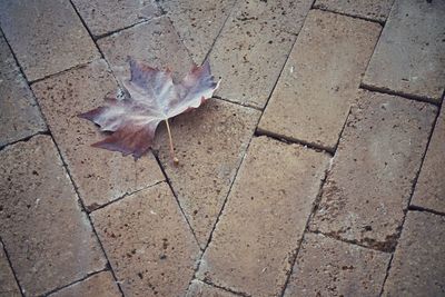 High angle view of maple leaf on footpath