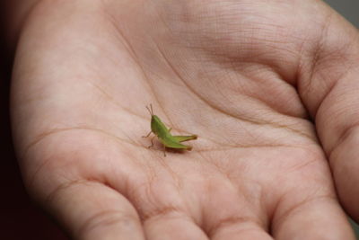 Close-up of hand holding small leaf