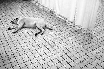 High angle view of dog sleeping on floor