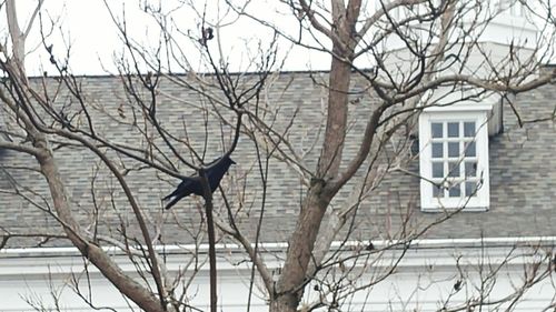 Bare trees against the sky