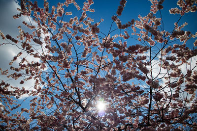 Low angle view of flower tree against blue sky