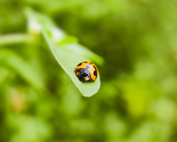 Close-up of ladybug on leaf