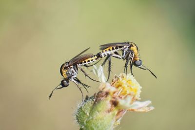 Close-up of insect on flower