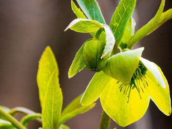 Close-up of plant leaves