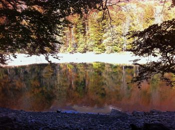 Scenic view of lake in forest