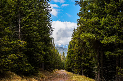 Scenic view of forest against sky