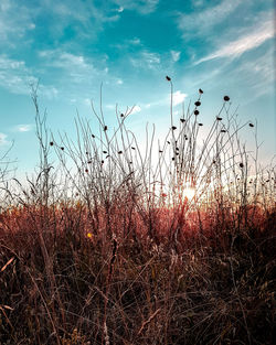 Plants growing on field against sky