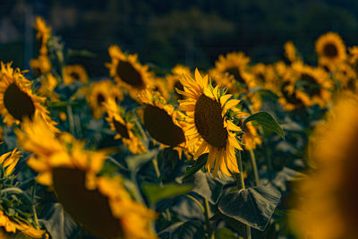 sunflower