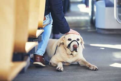 Close-up of dog