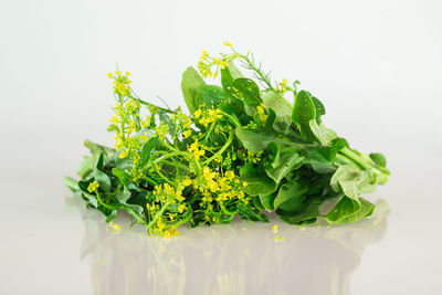 Close-up of fresh green leaves against white background