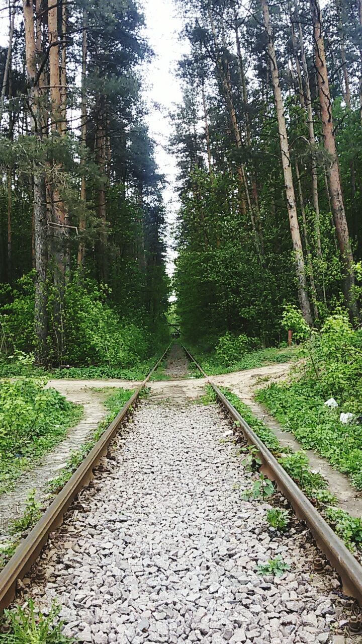 tree, the way forward, diminishing perspective, vanishing point, growth, tranquility, forest, nature, footpath, green color, tranquil scene, walkway, pathway, branch, narrow, beauty in nature, outdoors, day, no people, plant