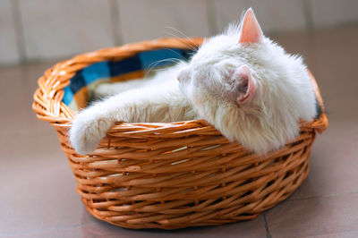 View of cat sleeping in basket