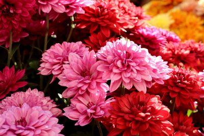 Close-up of pink flowering plants