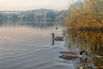 Ducks swimming in lake