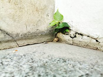 High angle view of small plant growing on wall