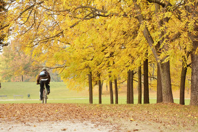 Rear view of man riding bicycle in park during autumn