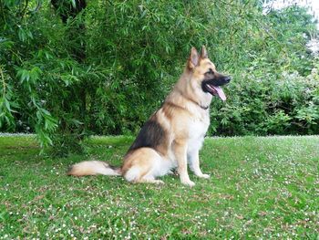 Dog sitting on grassy field