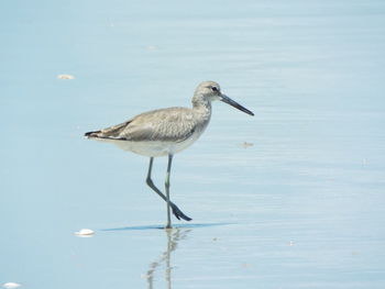 Bird in water