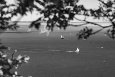 Scenic view of sea by trees