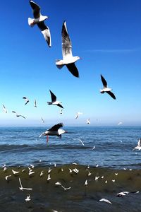 Seagulls flying over sea against sky