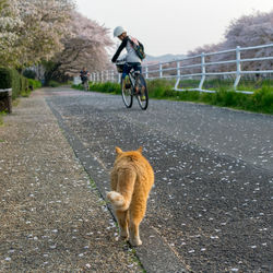 Man riding bicycle on road in city