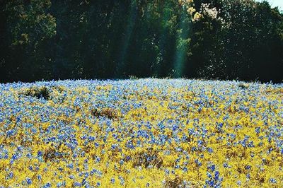 Yellow flowers blooming on field