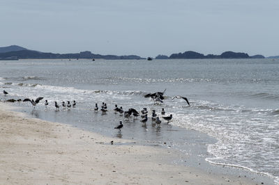 Flock of birds on beach