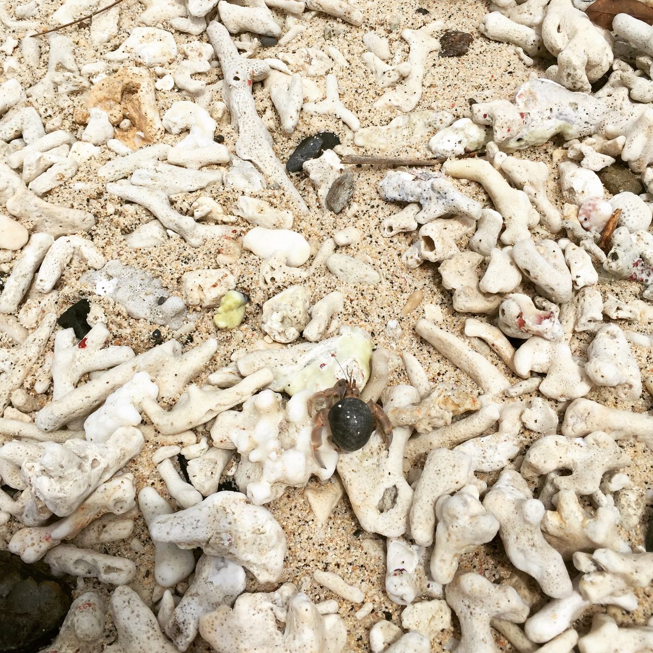 abundance, large group of objects, pebble, full frame, backgrounds, stone - object, high angle view, textured, nature, beach, close-up, day, outdoors, heap, no people, seashell, rock - object, stone, still life, stack