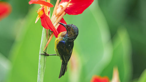 Close-up of bird perching on plant