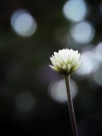 Close-up of white flower