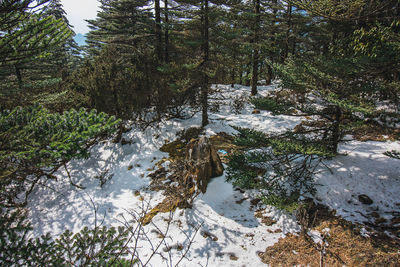 Scenic view of stream amidst trees in forest