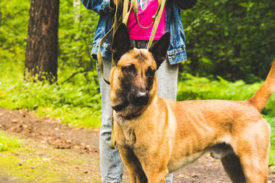 Beige belgian shepherd dog walks in the forest in the summer