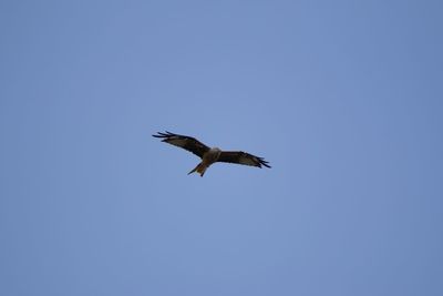 Low angle view of eagle flying in sky