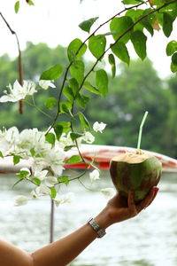 Cropped hand holding coconut against white flowers on a tree branch