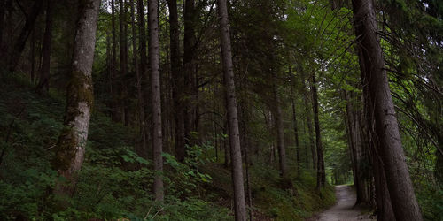 Trees growing in forest