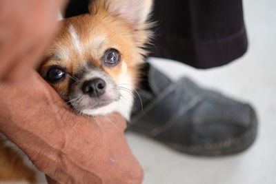 Close-up portrait of dog