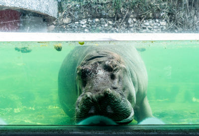 Close-up of horse in sea seen through window