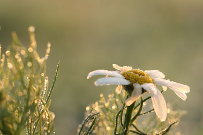 Close-up of wilted flower on field