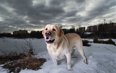 Dog standing on snow covered landscape
