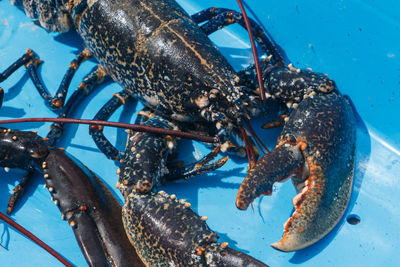 Close-up of crab in sea