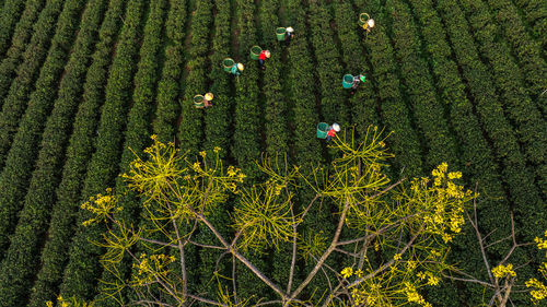 Full frame shot of plants